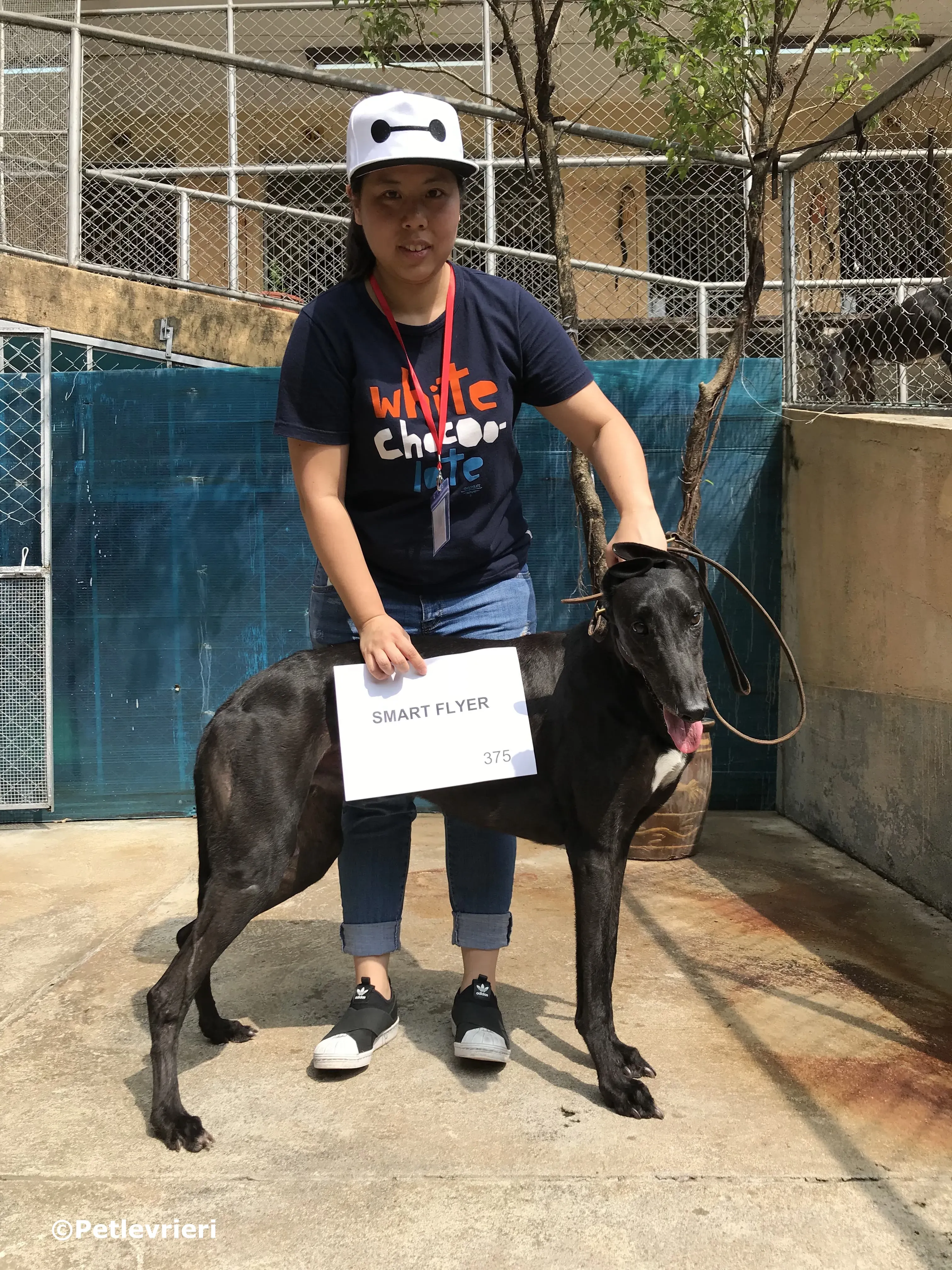 smart flyer adozione greyhound macao 6