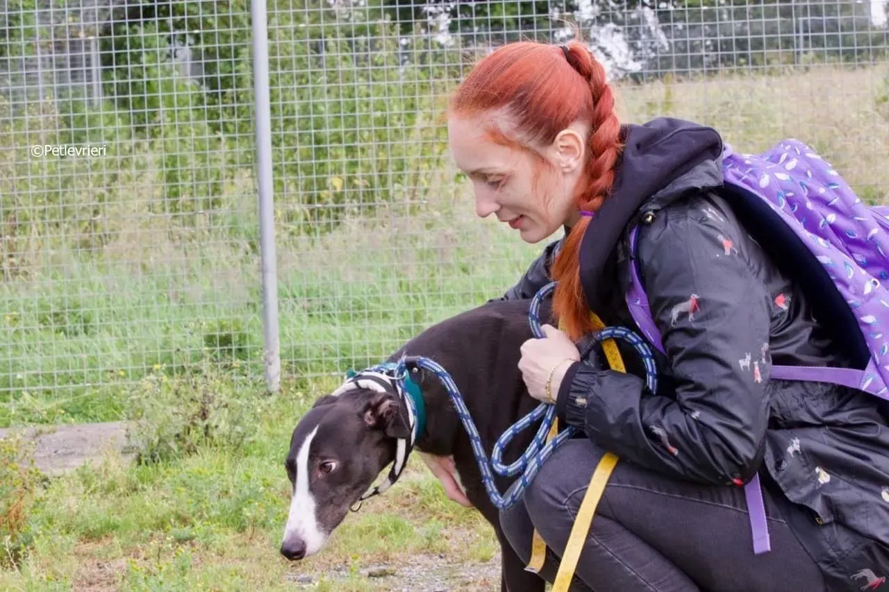 smurf adozione levrieri greyhound 1 1