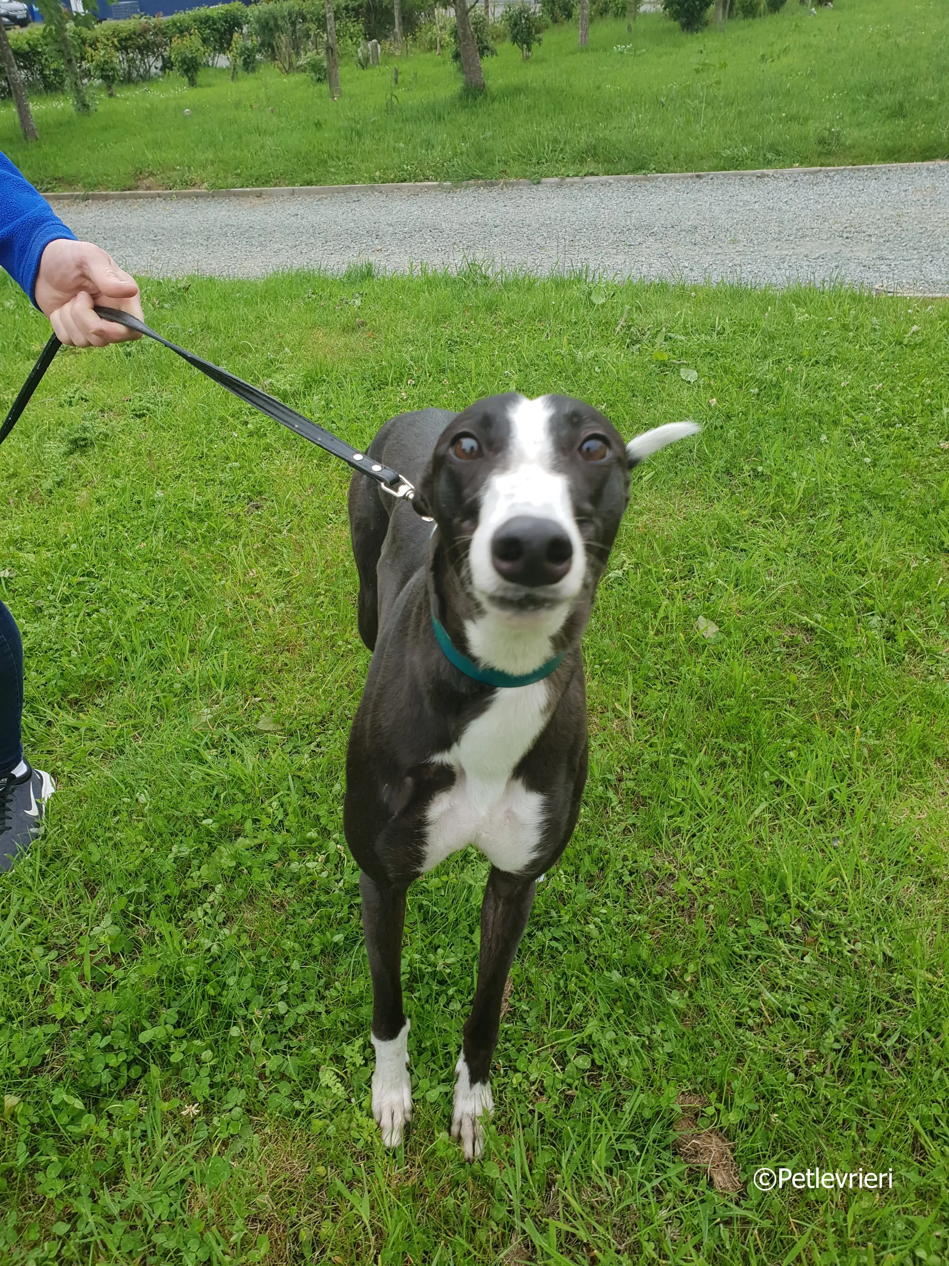 smurf adozione levrieri greyhound 1