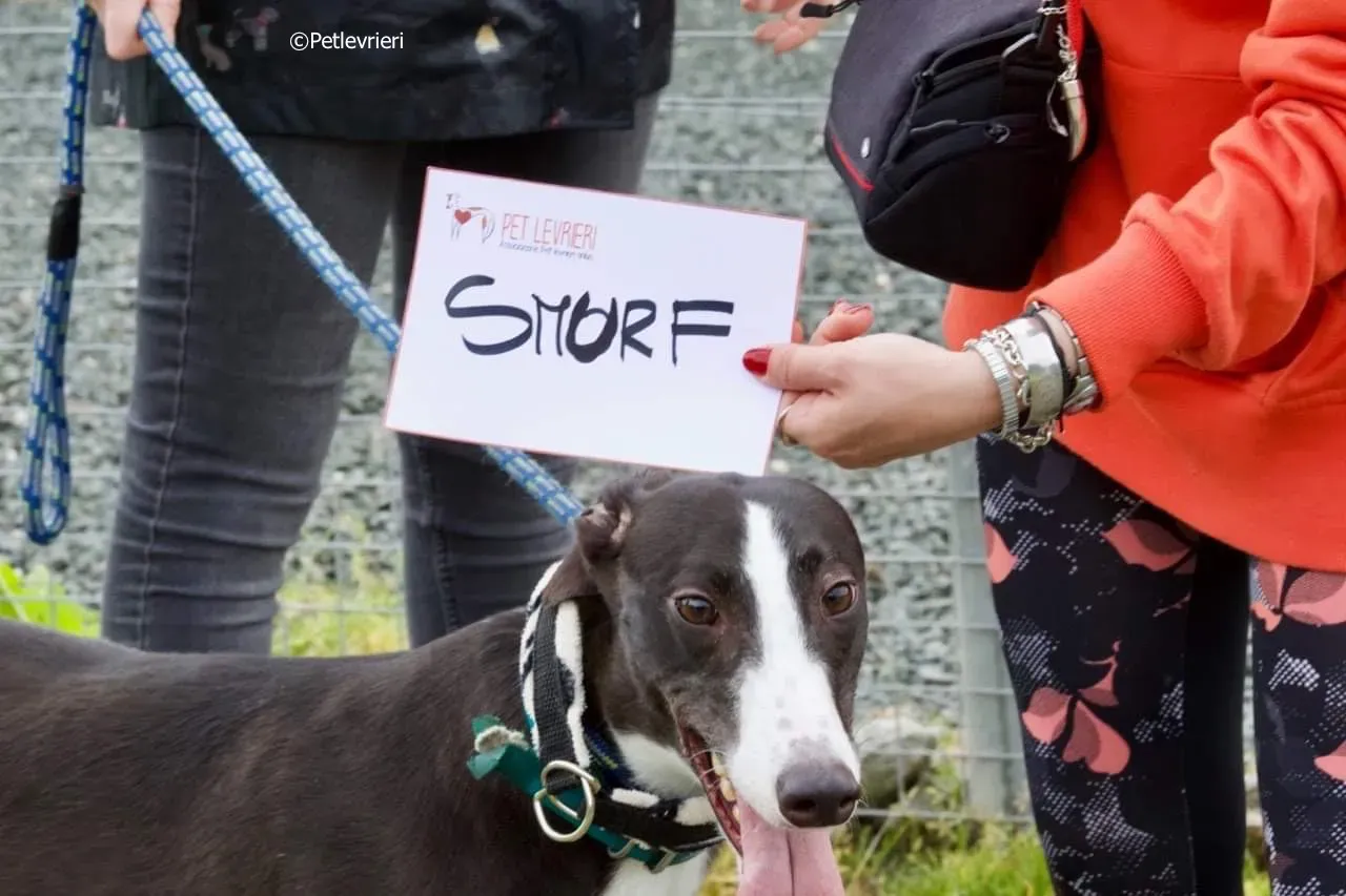 smurf adozione levrieri greyhound 11