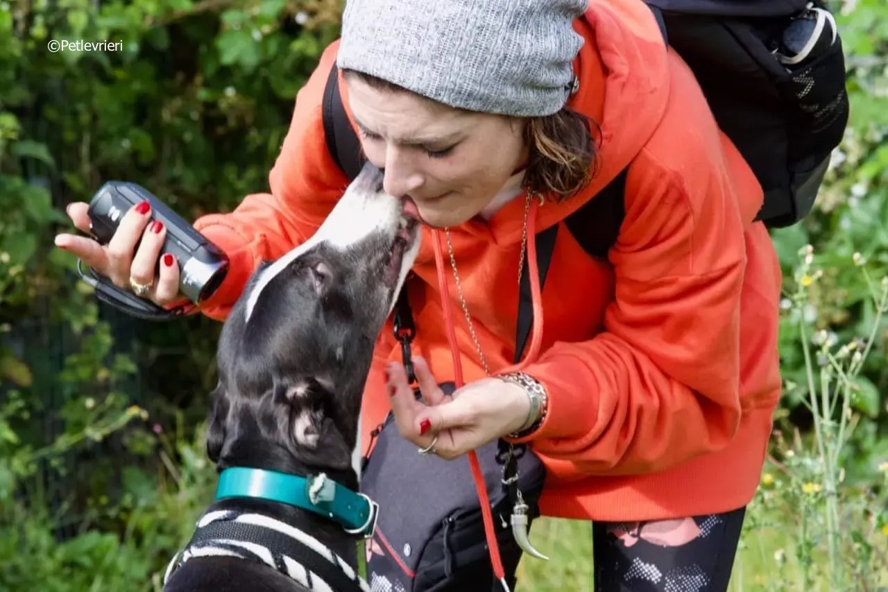 smurf adozione levrieri greyhound 12