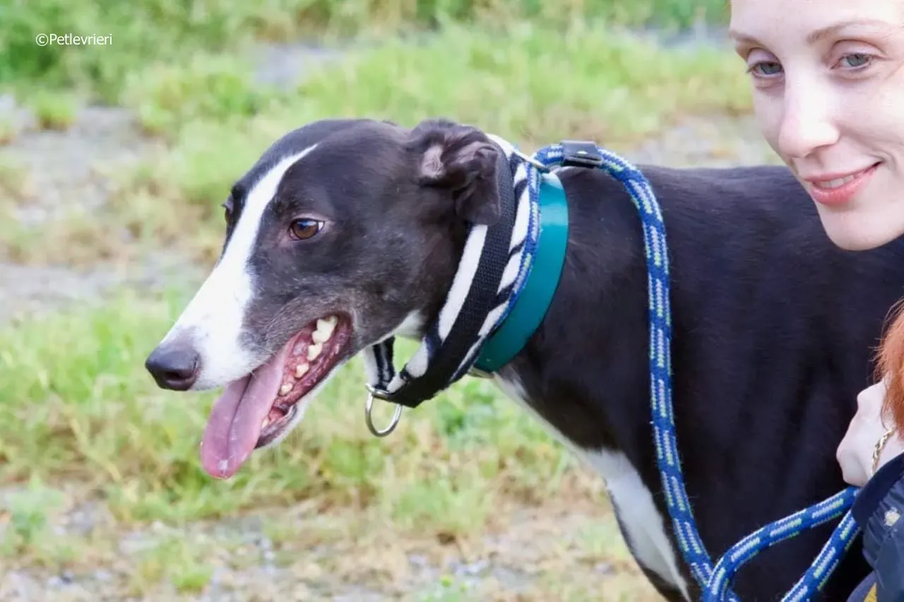 smurf adozione levrieri greyhound 2 1