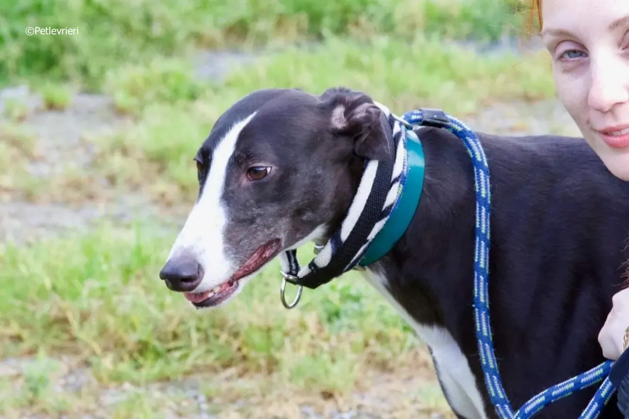 smurf adozione levrieri greyhound 3 1