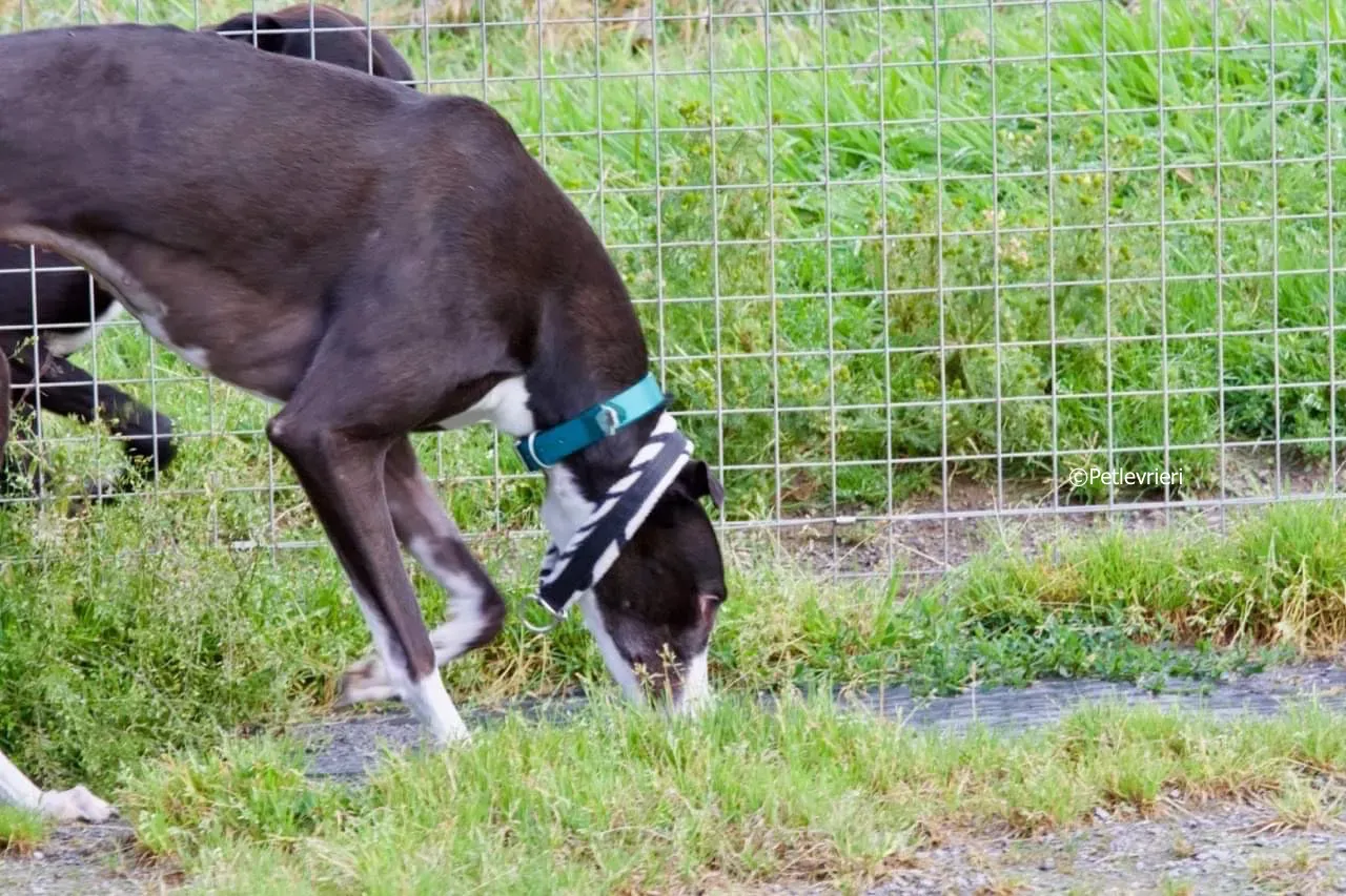 smurf adozione levrieri greyhound 4 1