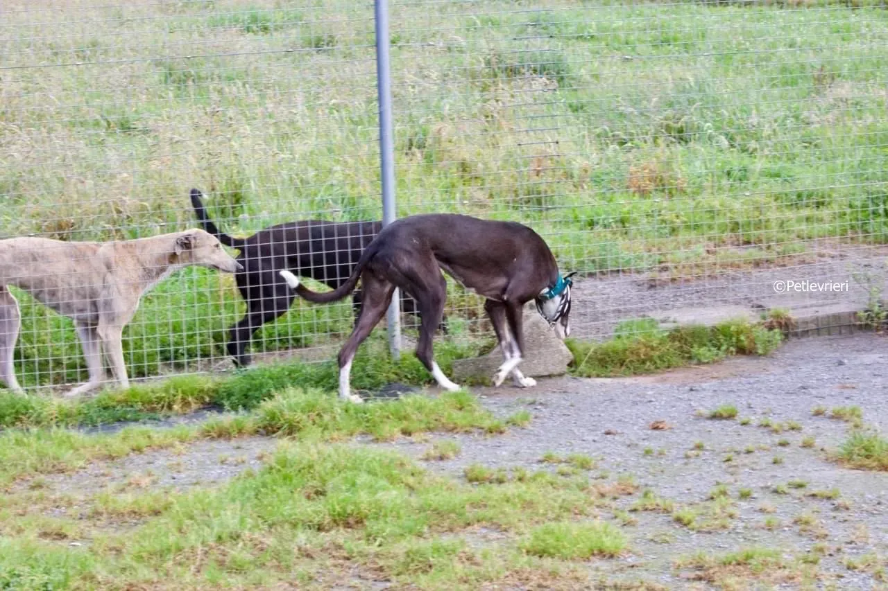 smurf adozione levrieri greyhound 5 2