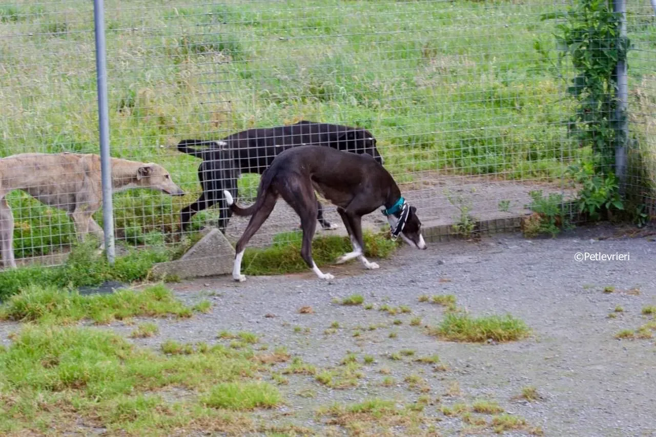 smurf adozione levrieri greyhound 6 1