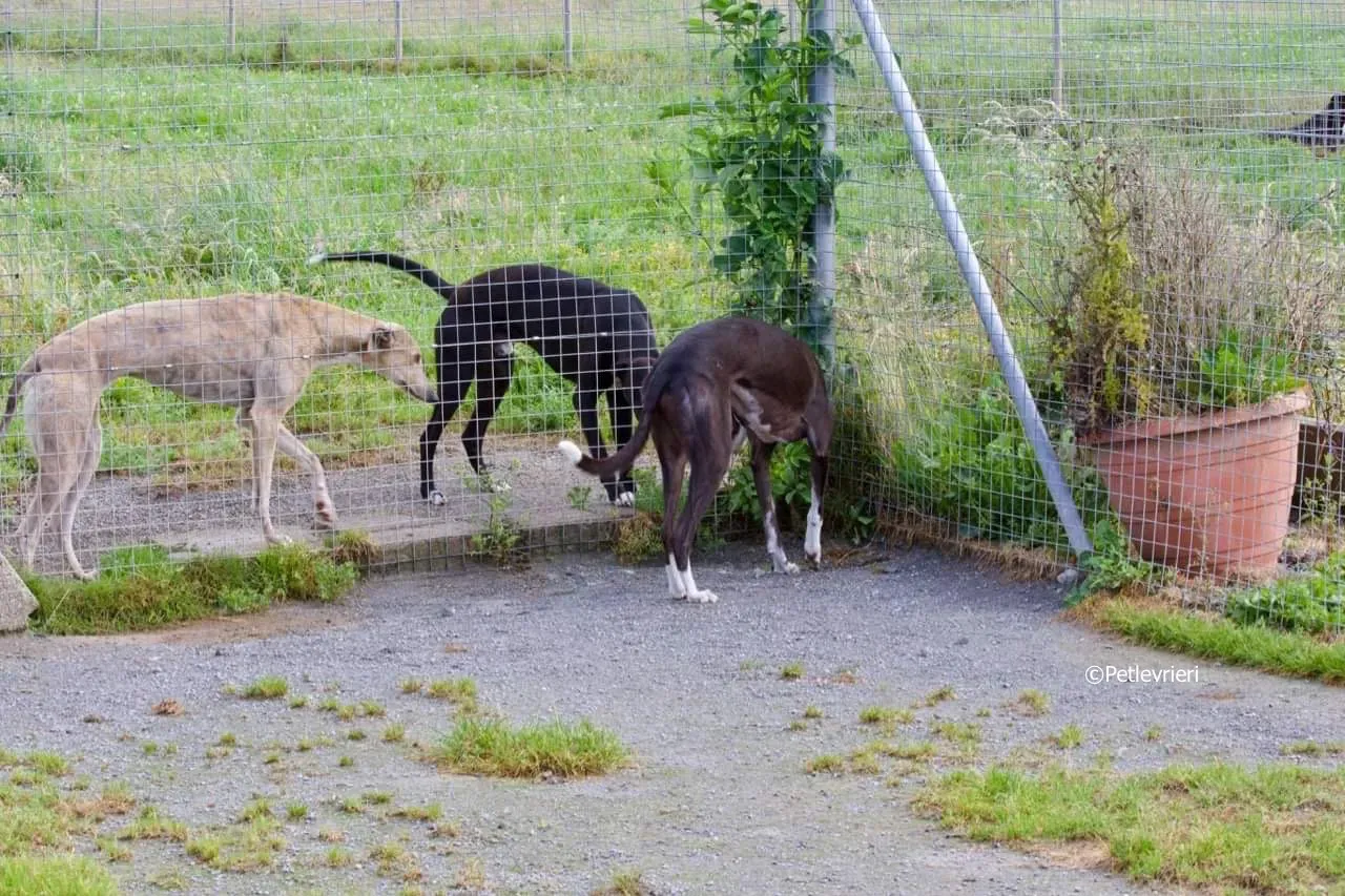 smurf adozione levrieri greyhound 7 1