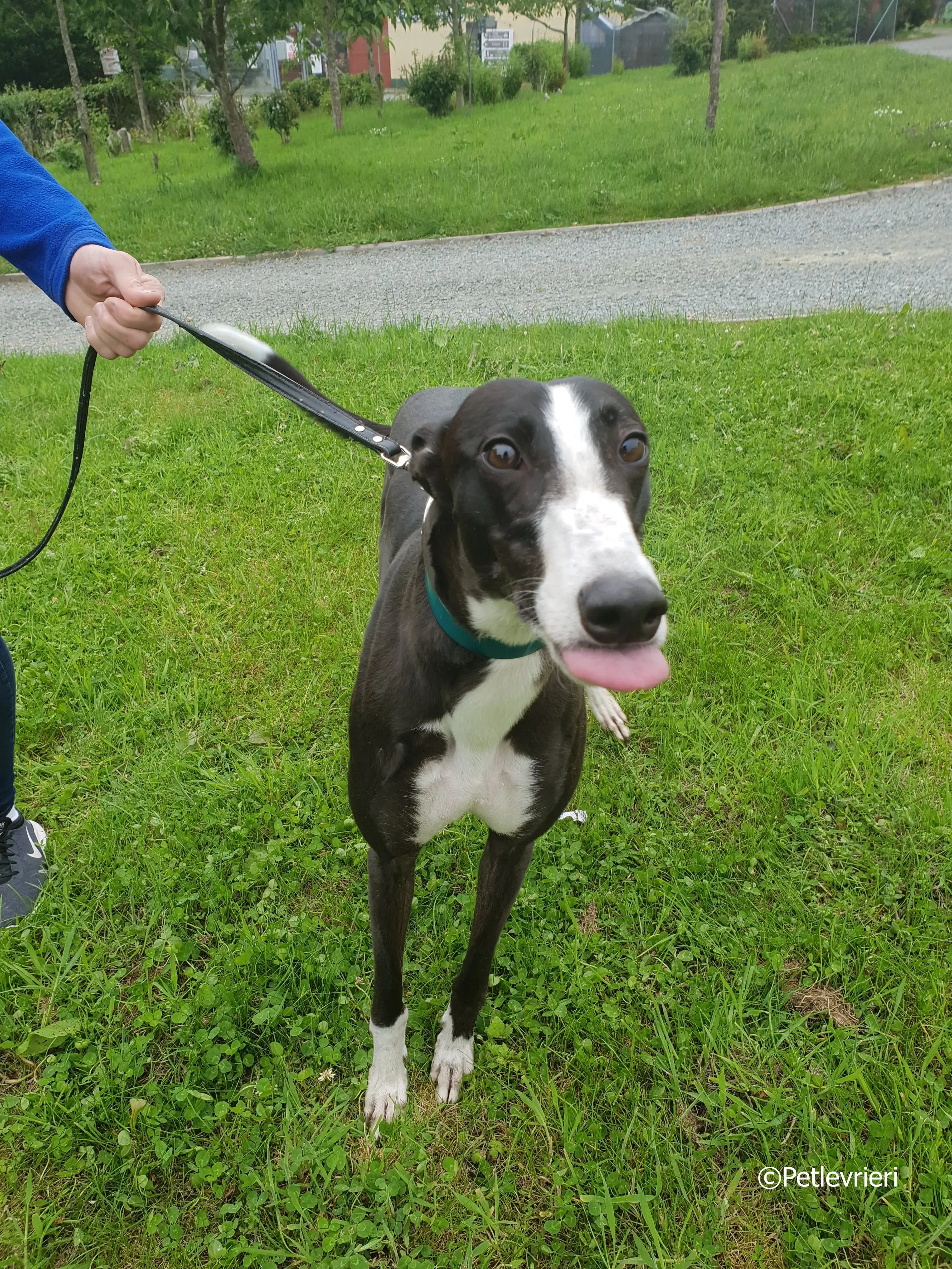 smurf adozione levrieri greyhound 7