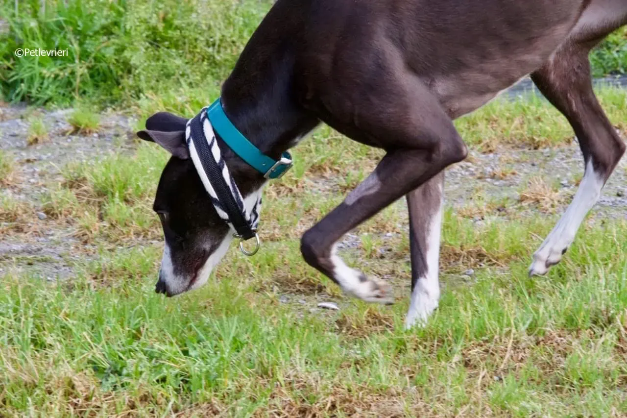 smurf adozione levrieri greyhound 8 1