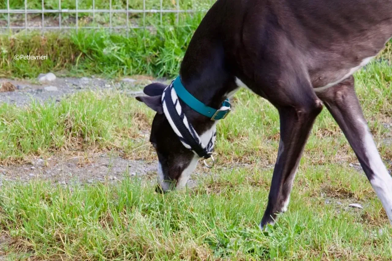 smurf adozione levrieri greyhound 9 1