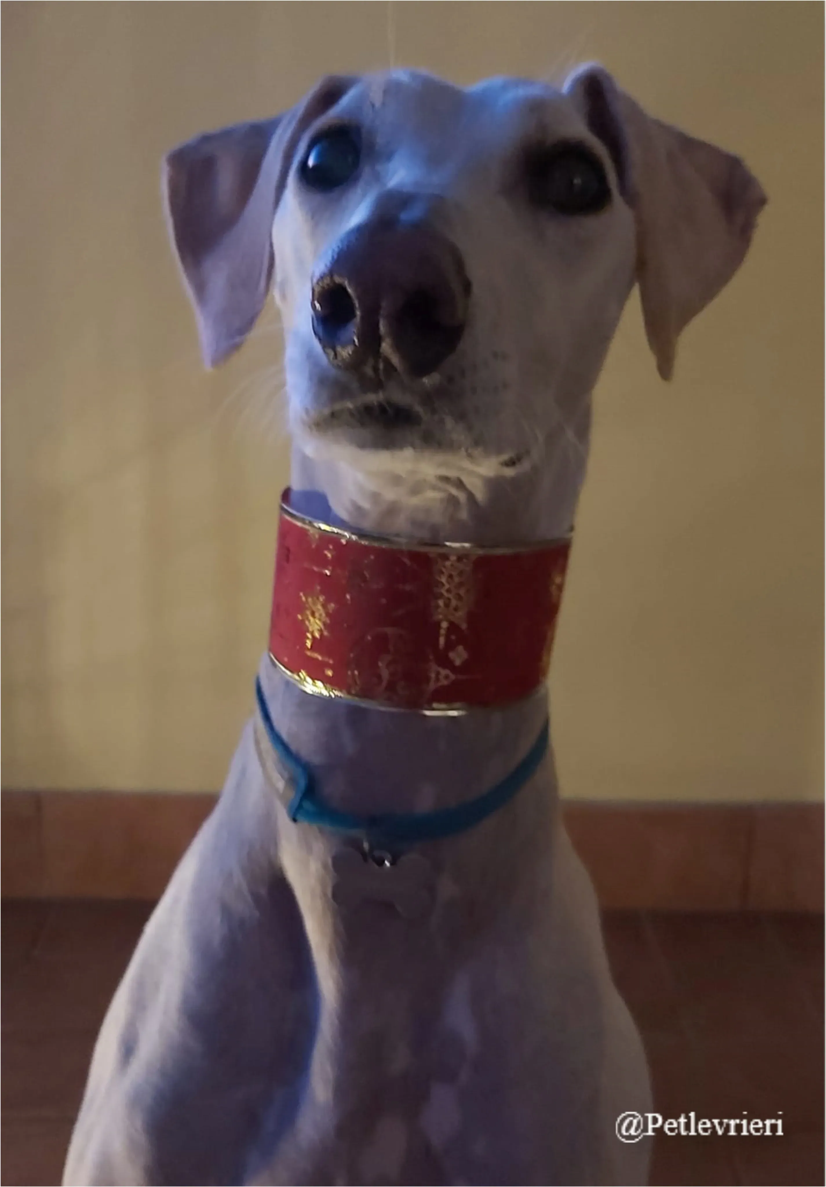 snowman pet levriei natale 2021