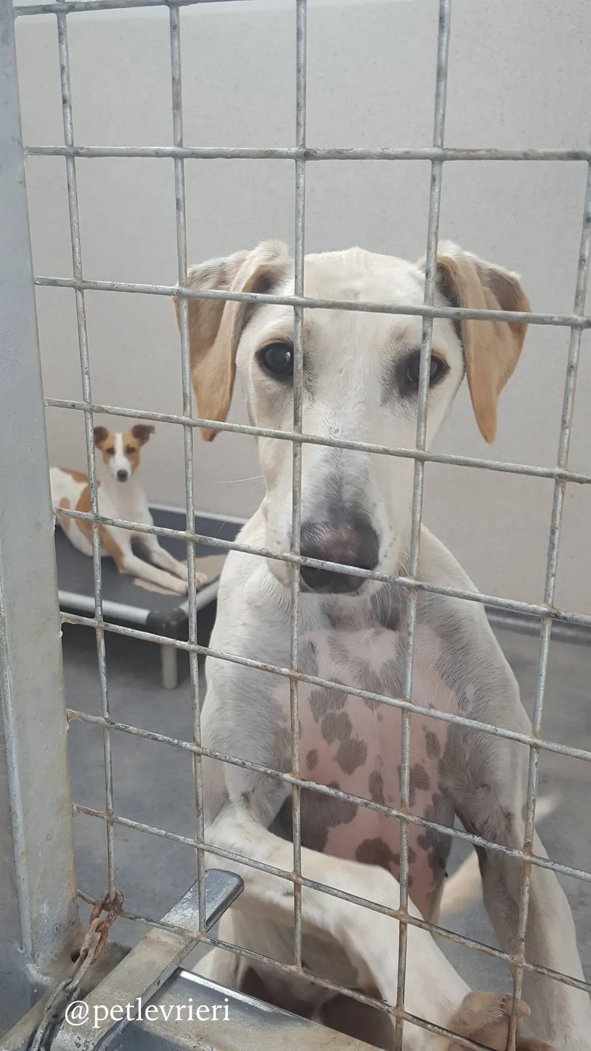 snowman adozione levrieri greyhound