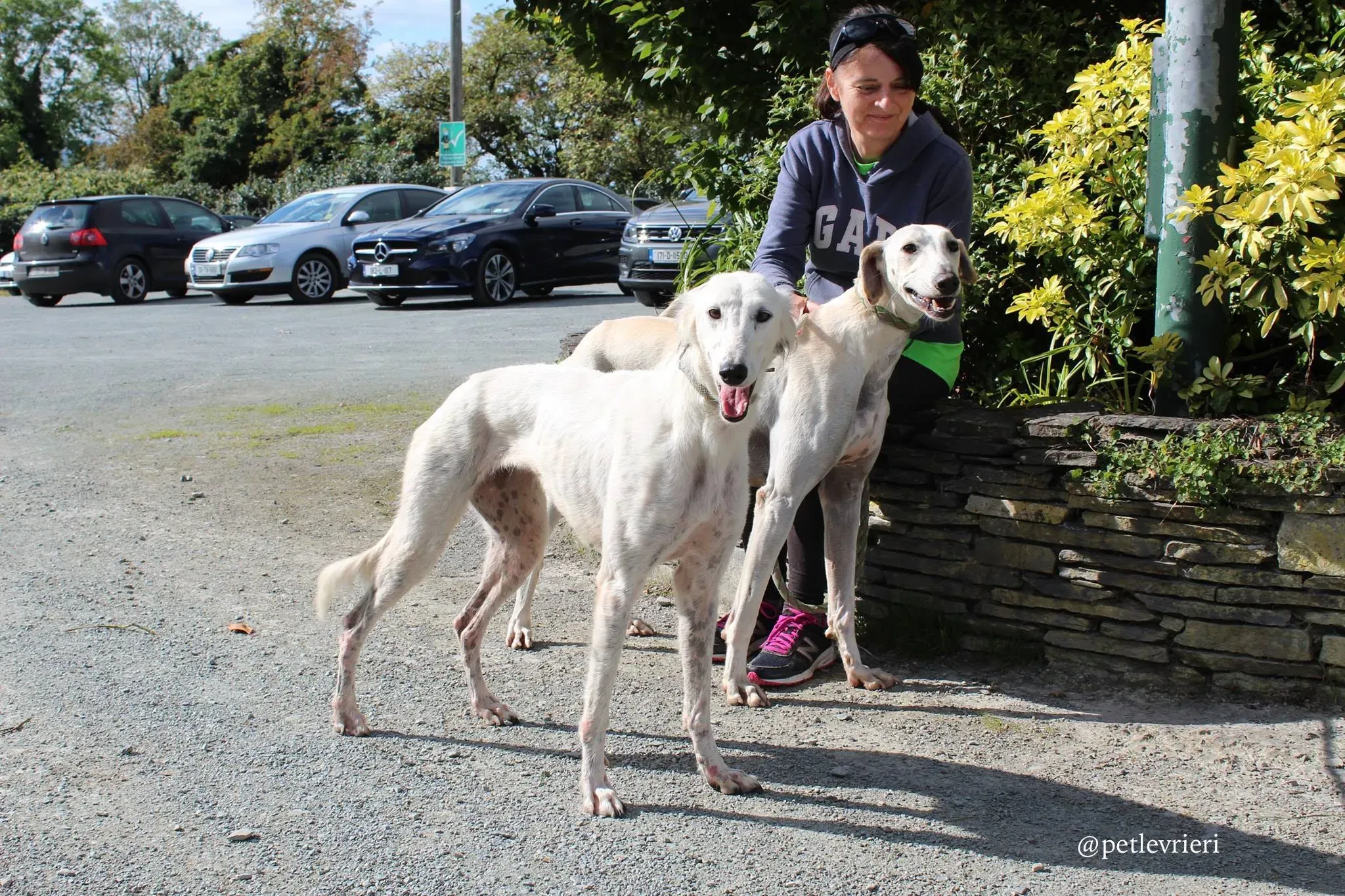 snowman pippin adozione greyhound