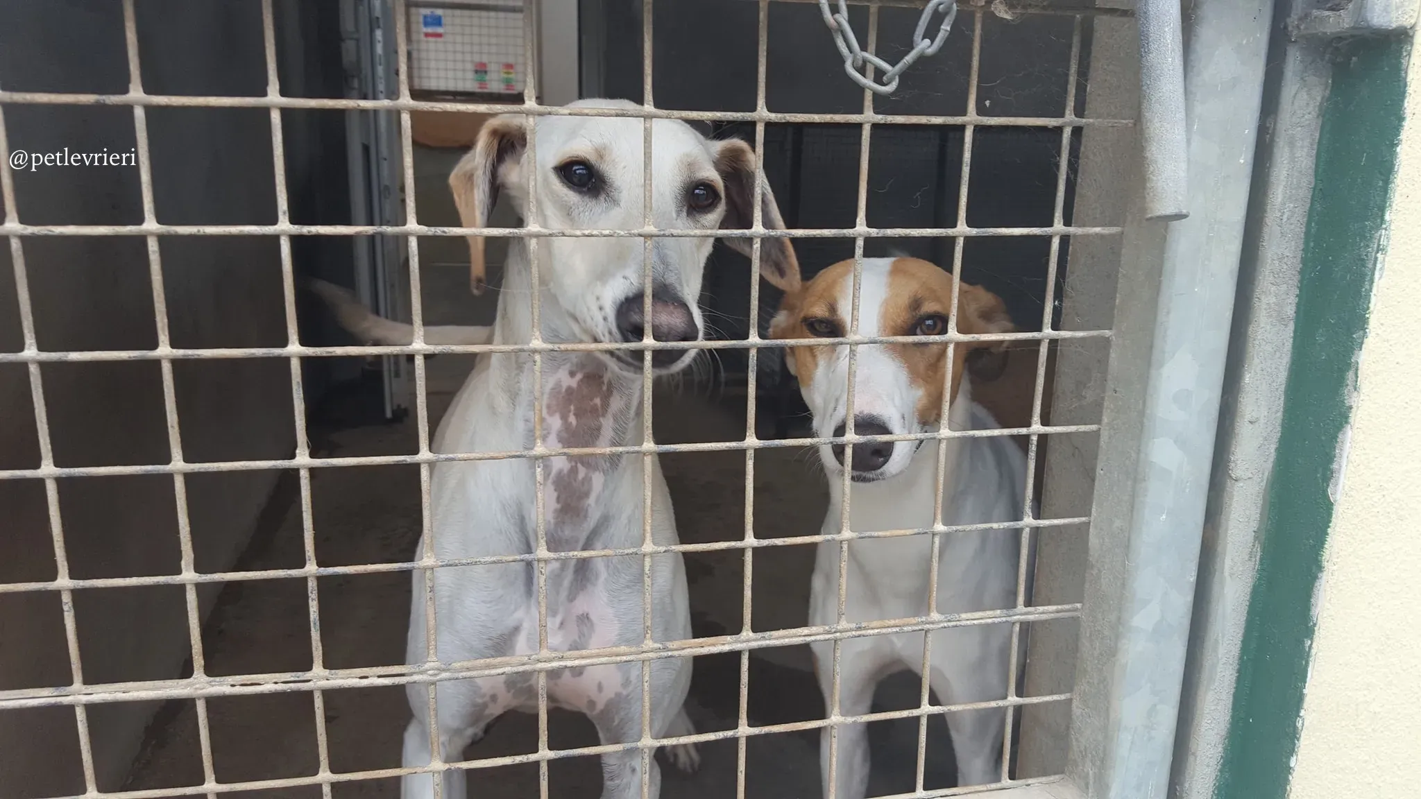 snowman sonia adozione levrieri greyhound