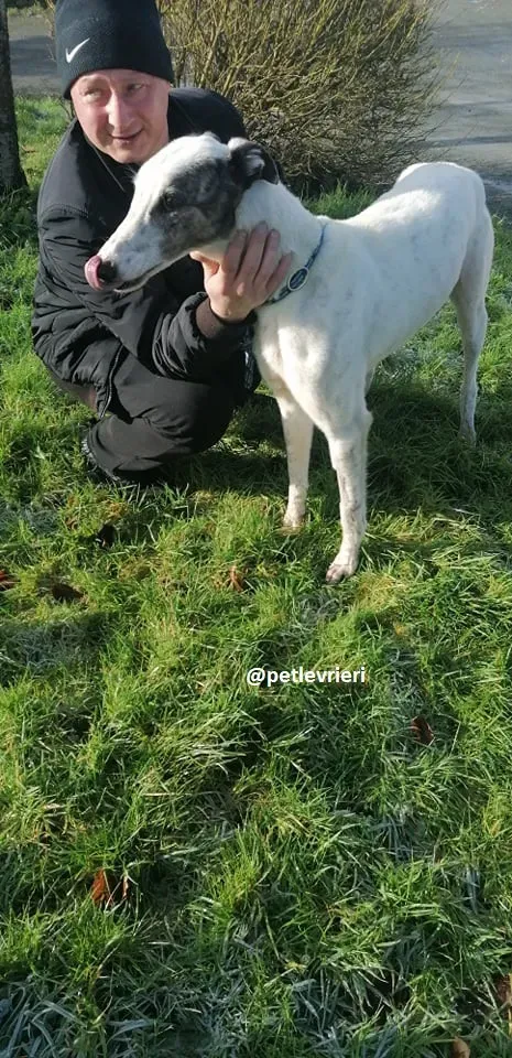 snowy adozione greyhound 2