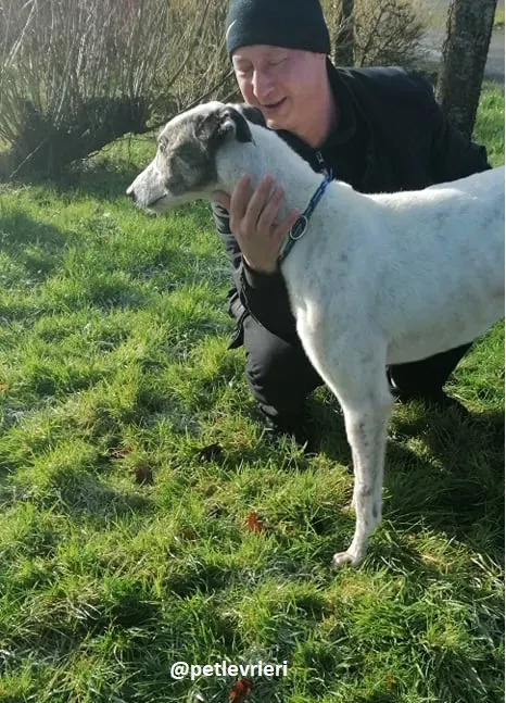 snowy adozione greyhound