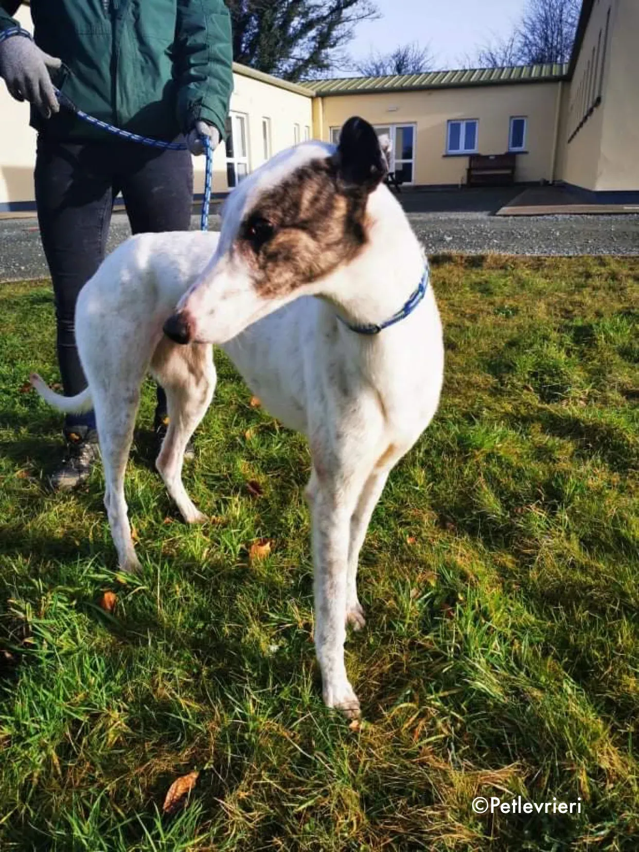 snowy adozione levrieri greyhound 1