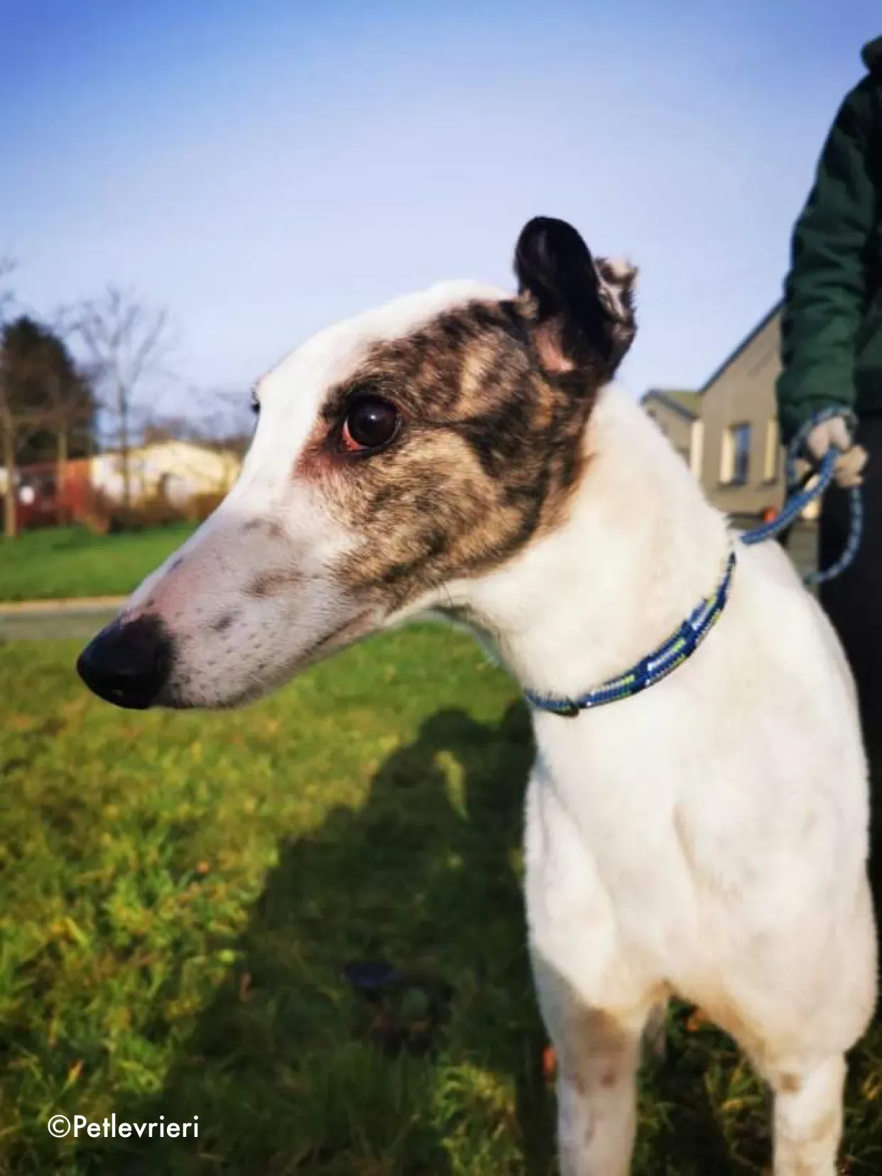 snowy adozione levrieri greyhound 2