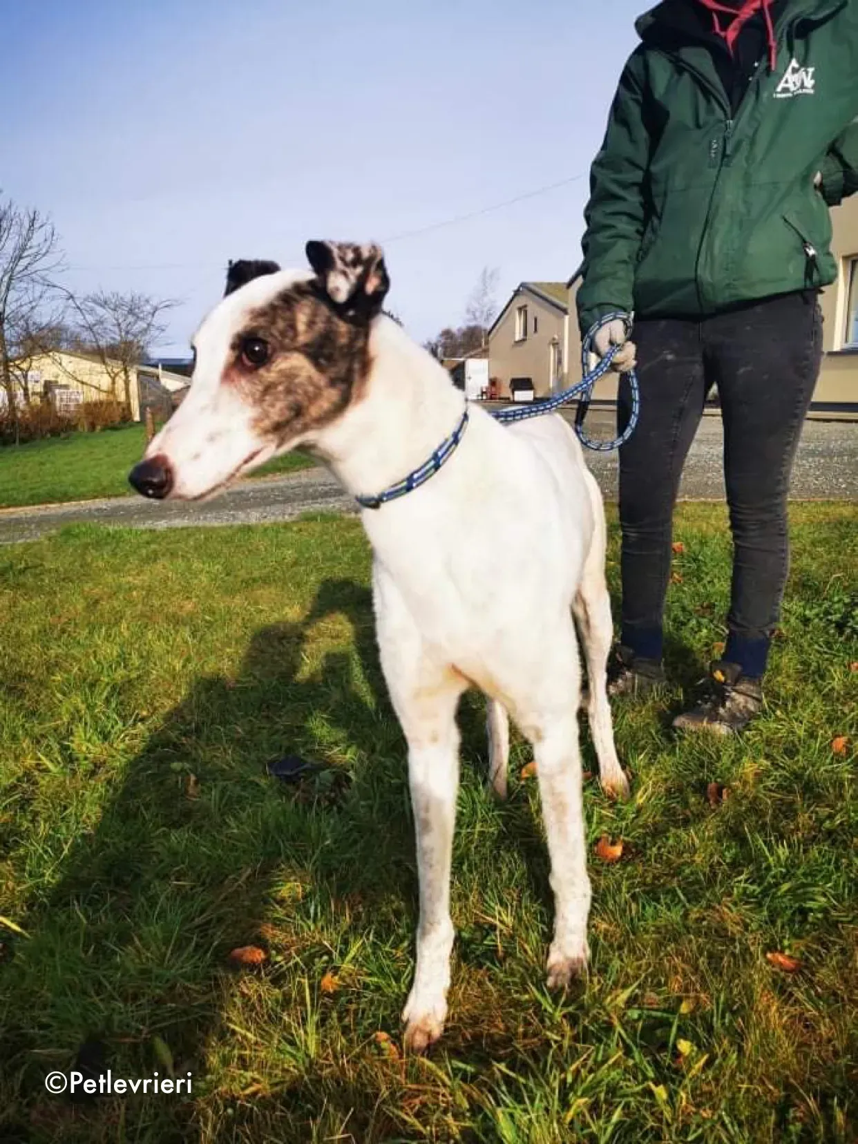 snowy adozione levrieri greyhound 3