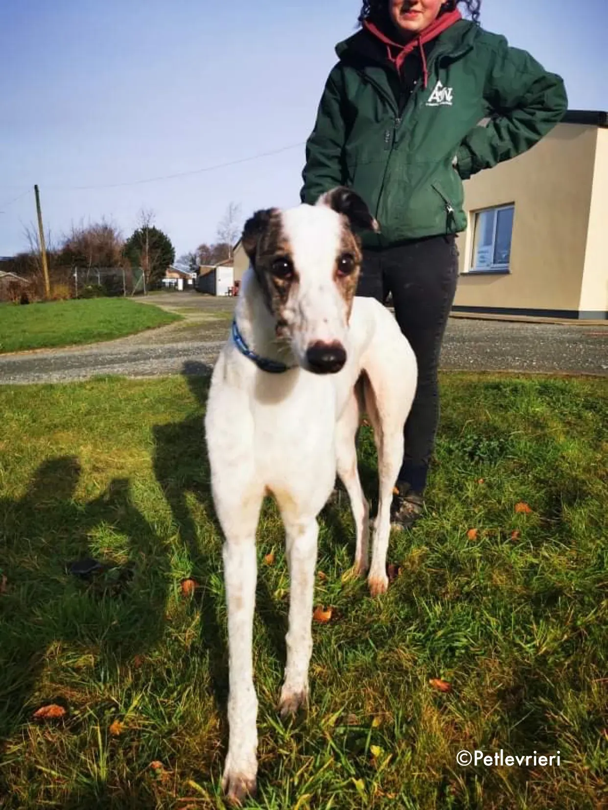 snowy adozione levrieri greyhound 4