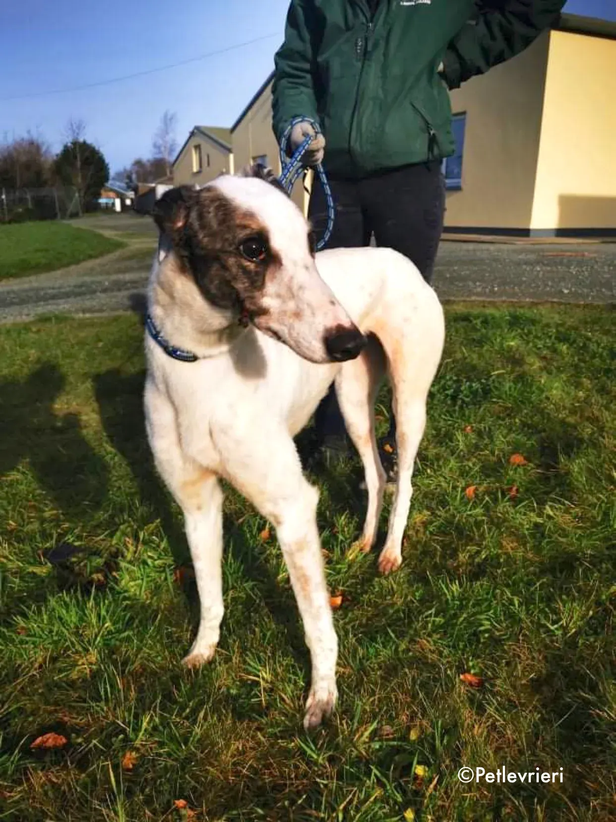 snowy adozione levrieri greyhound 5