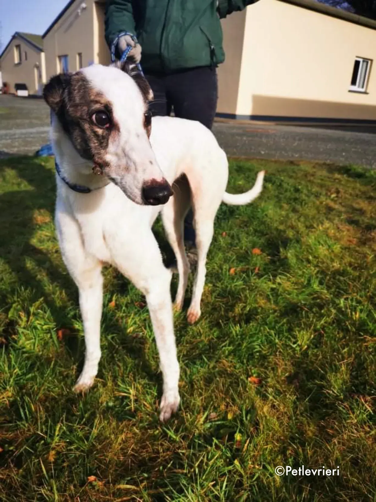 snowy adozione levrieri greyhound 6