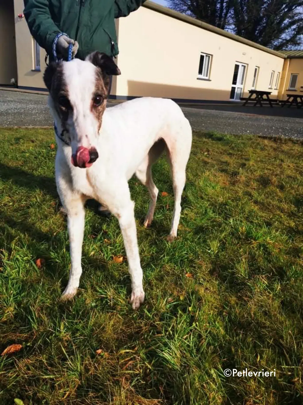 snowy adozione levrieri greyhound 7