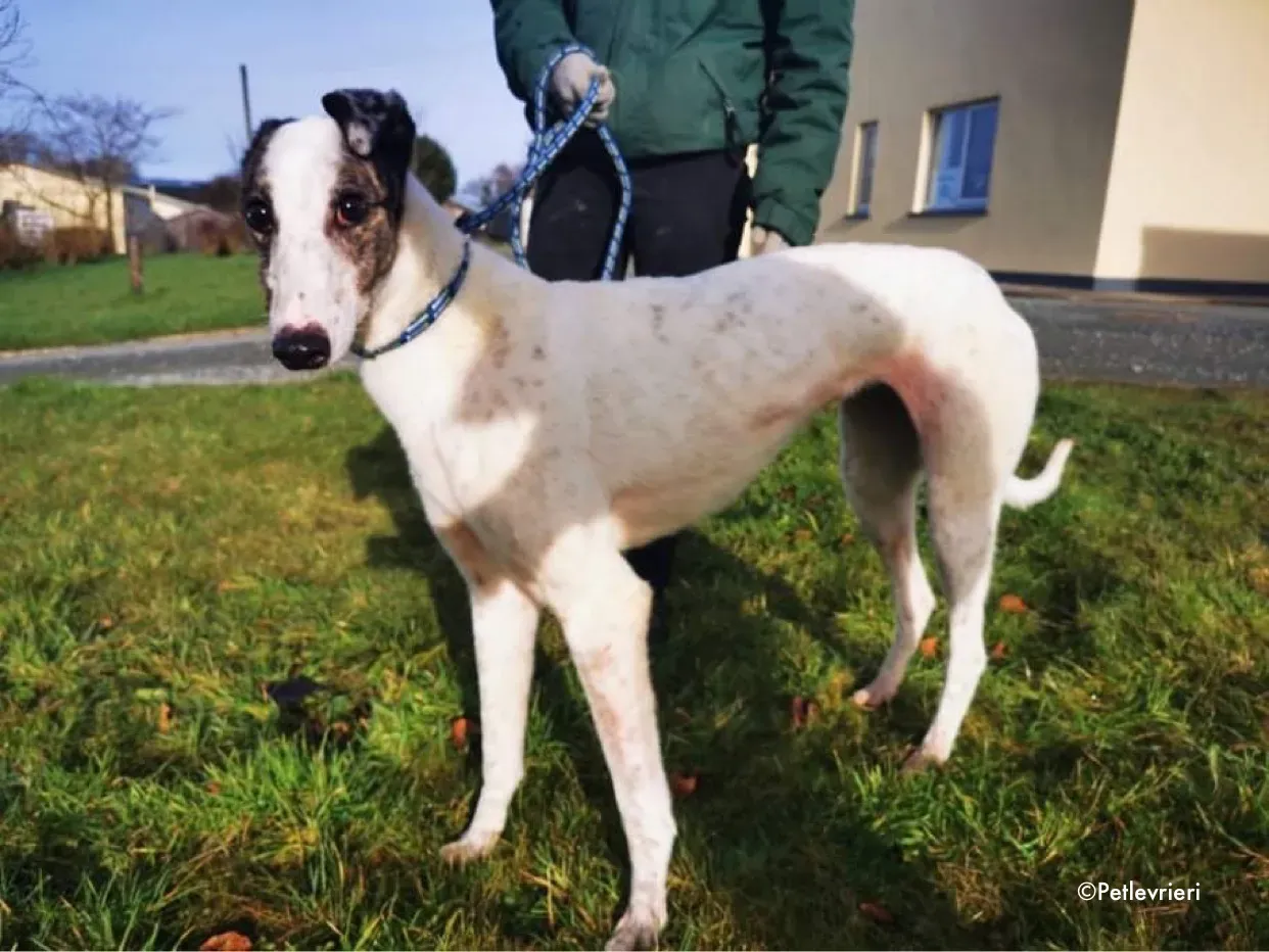 snowy adozione levrieri greyhound 8