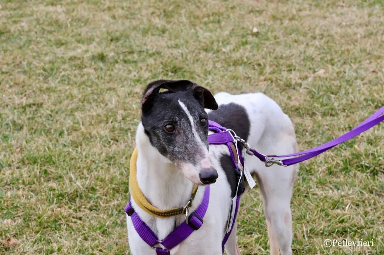 so happy adozione greyhound macao 1