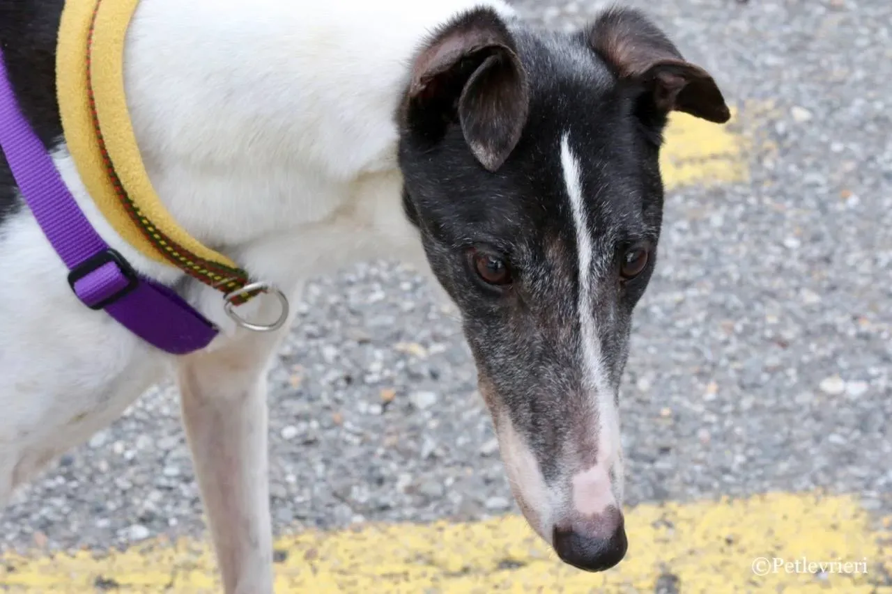 so happy adozione greyhound macao 11