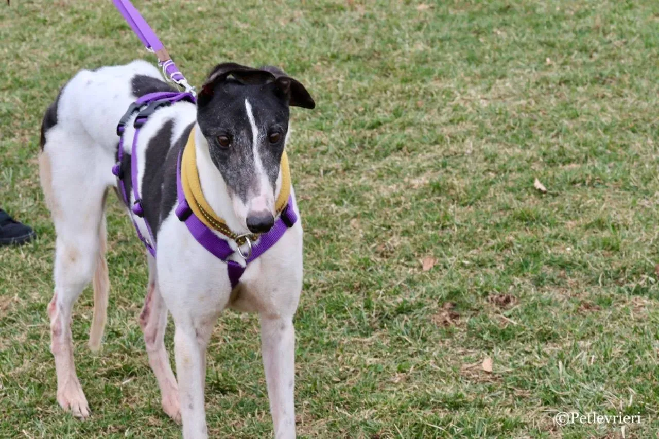 so happy adozione greyhound macao 12