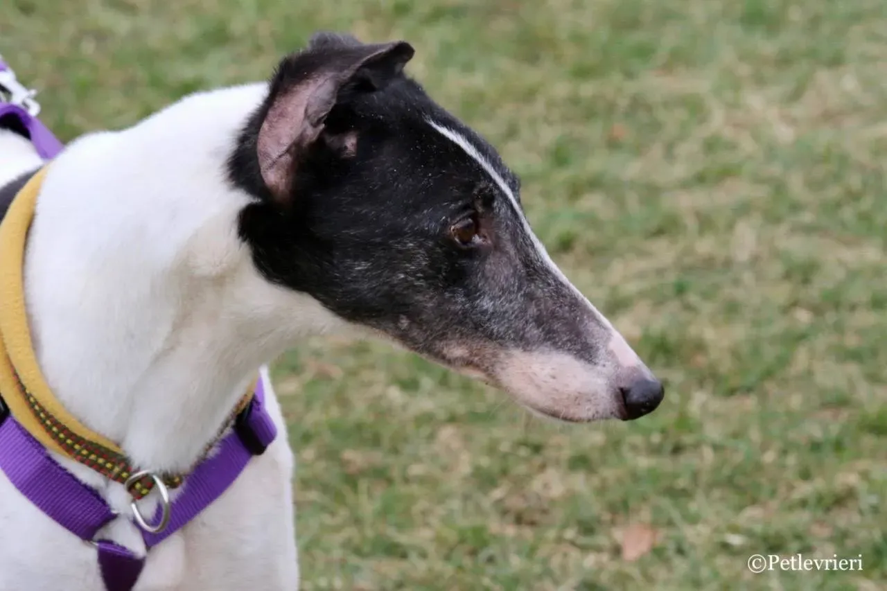 so happy adozione greyhound macao 13