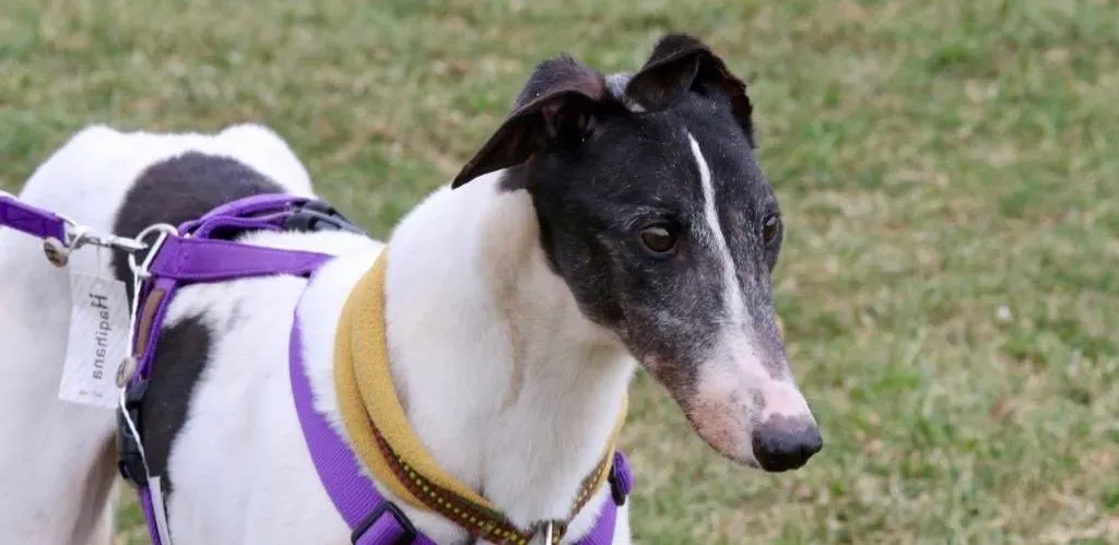 so happy adozione greyhound macao 14 e1552253194469