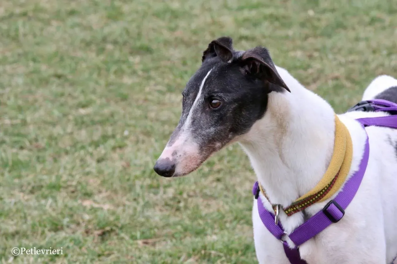 so happy adozione greyhound macao 15