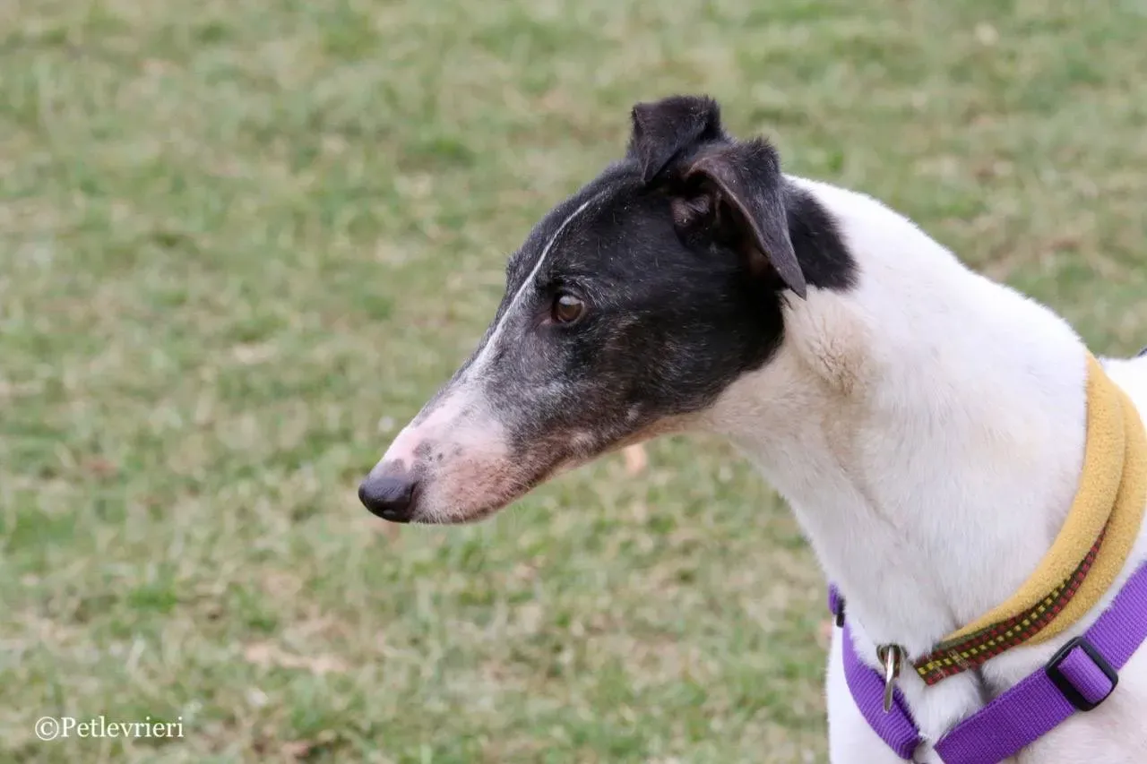 so happy adozione greyhound macao 16