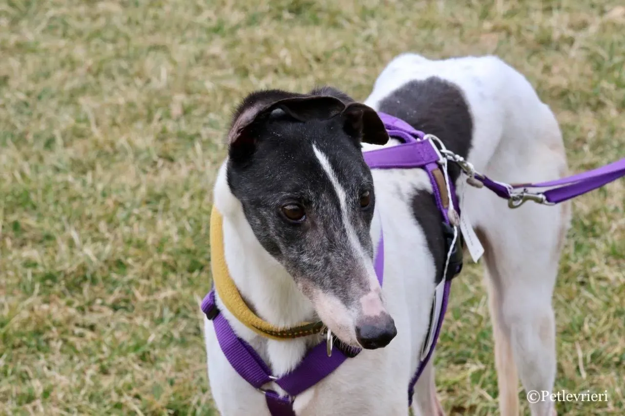 so happy adozione greyhound macao 18