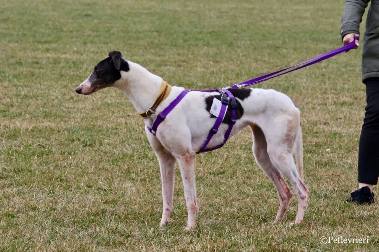 so happy adozione greyhound macao 19