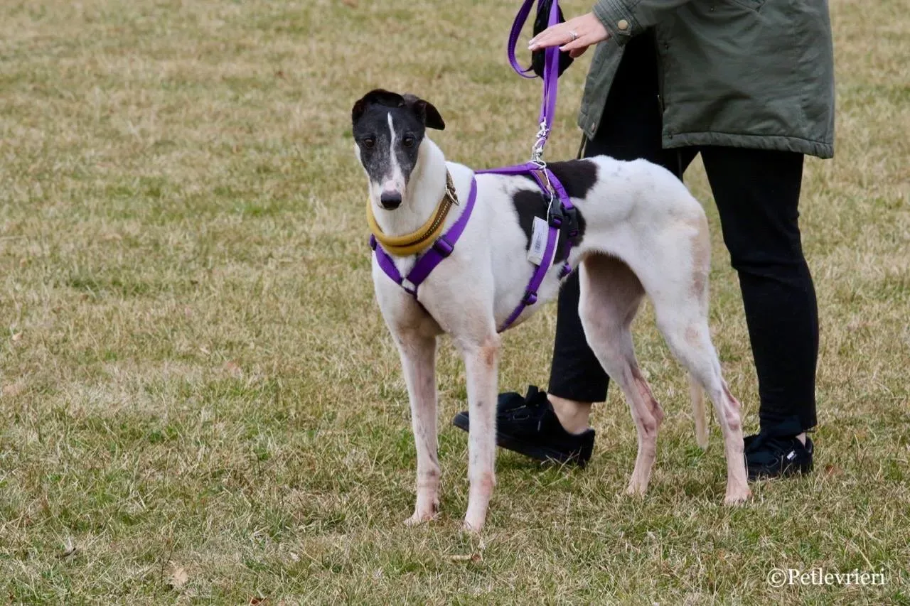 so happy adozione greyhound macao 2