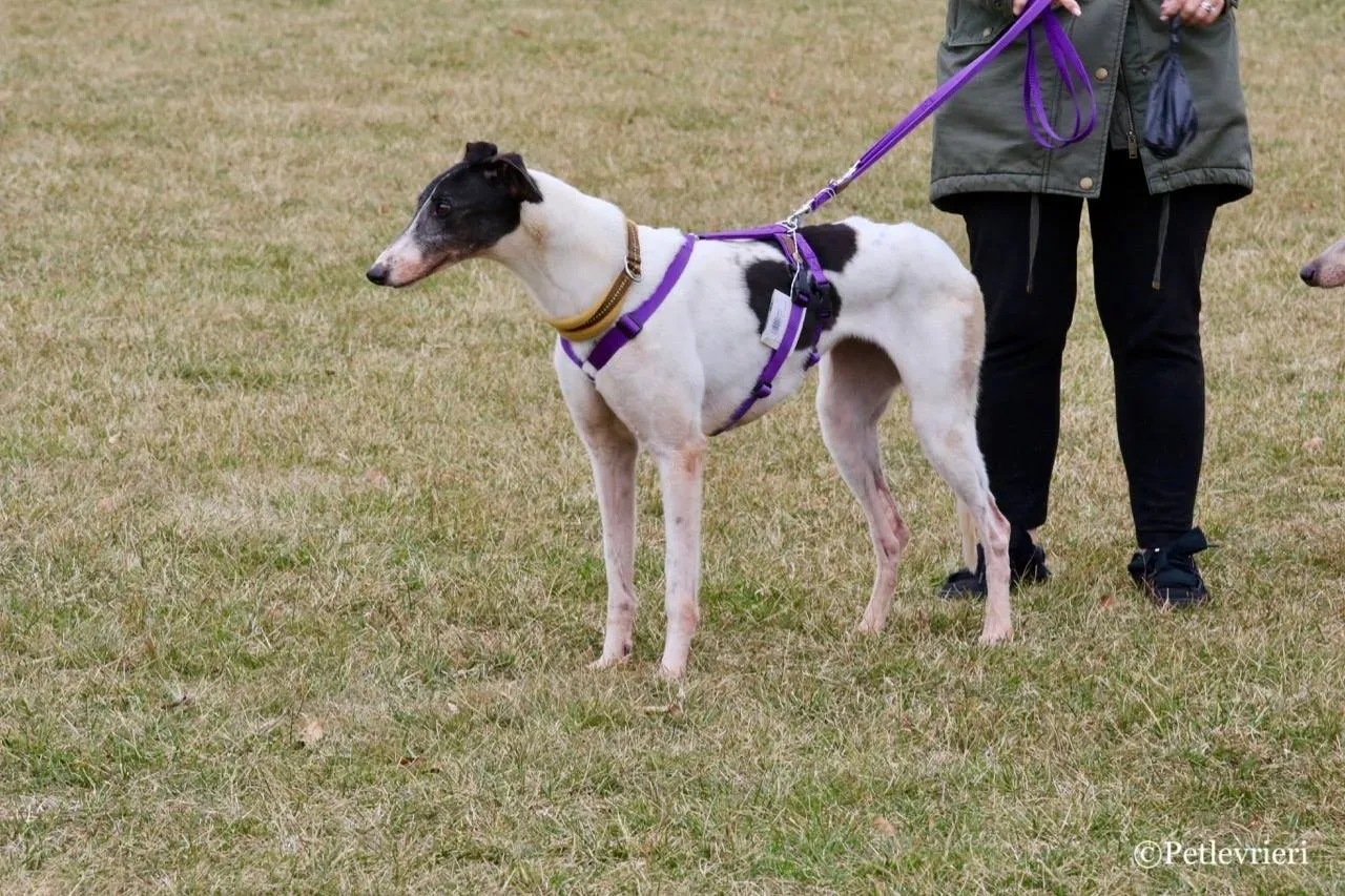 so happy adozione greyhound macao 20