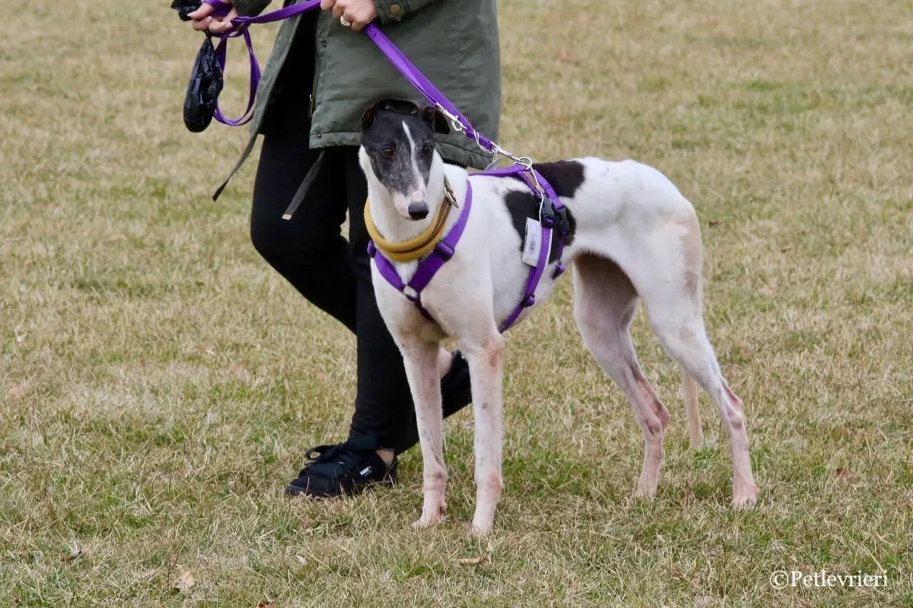 so happy adozione greyhound macao 21