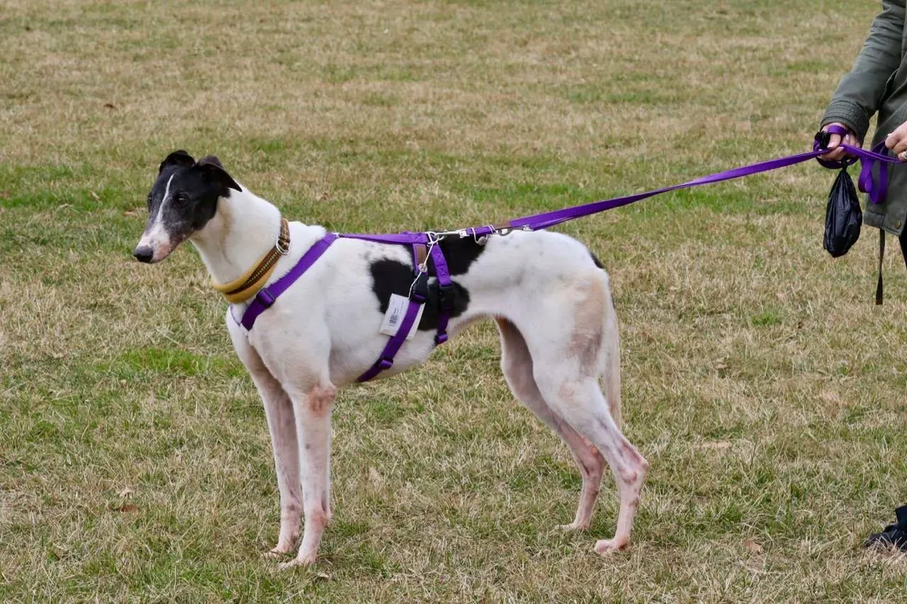 so happy adozione greyhound macao 22