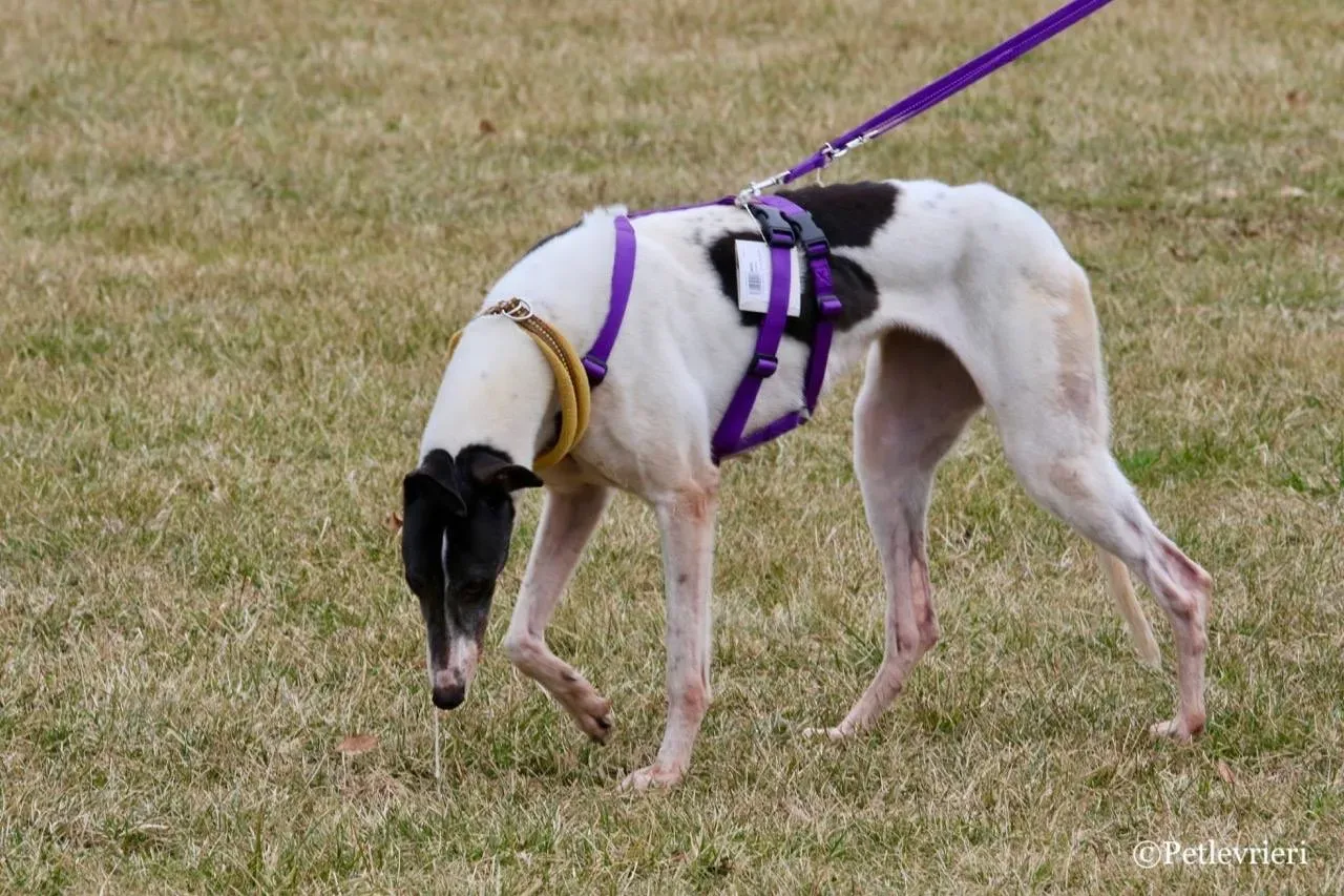 so happy adozione greyhound macao 23