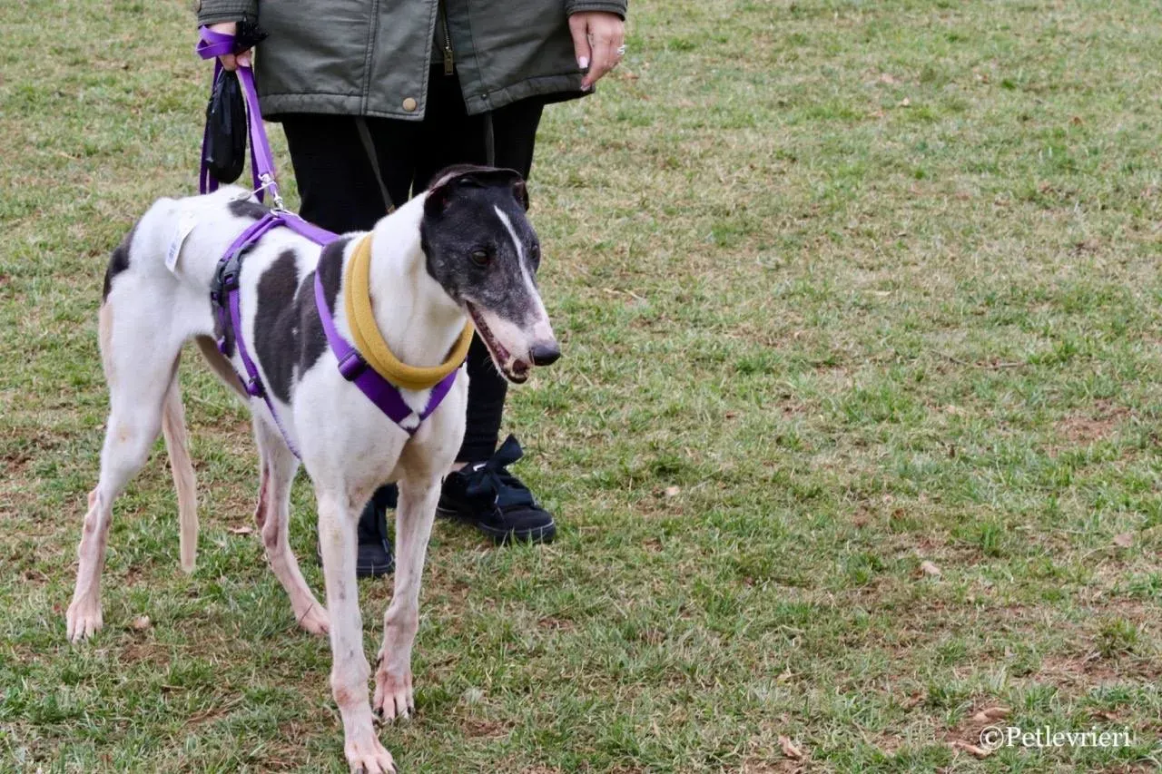 so happy adozione greyhound macao 24