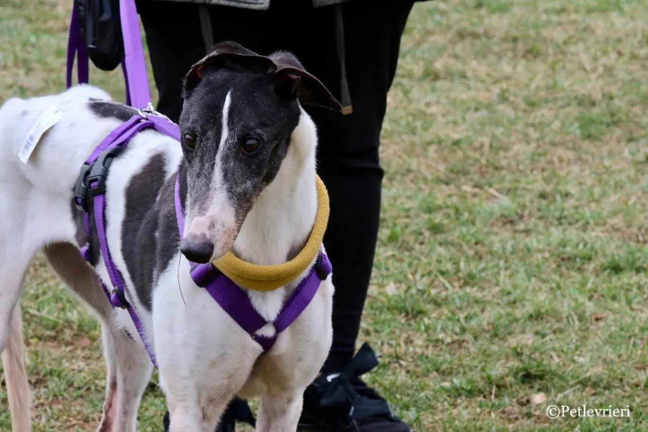 so happy adozione greyhound macao 25