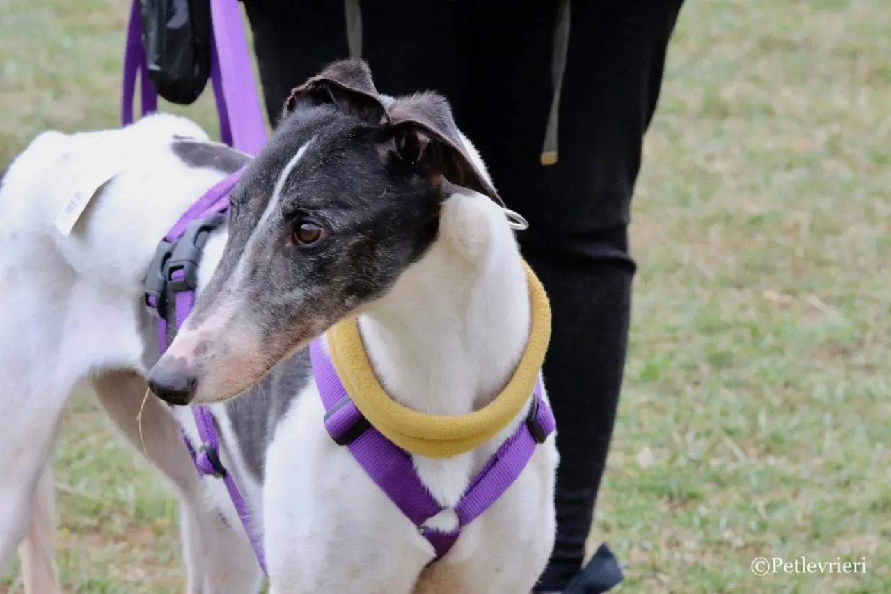 so happy adozione greyhound macao 26