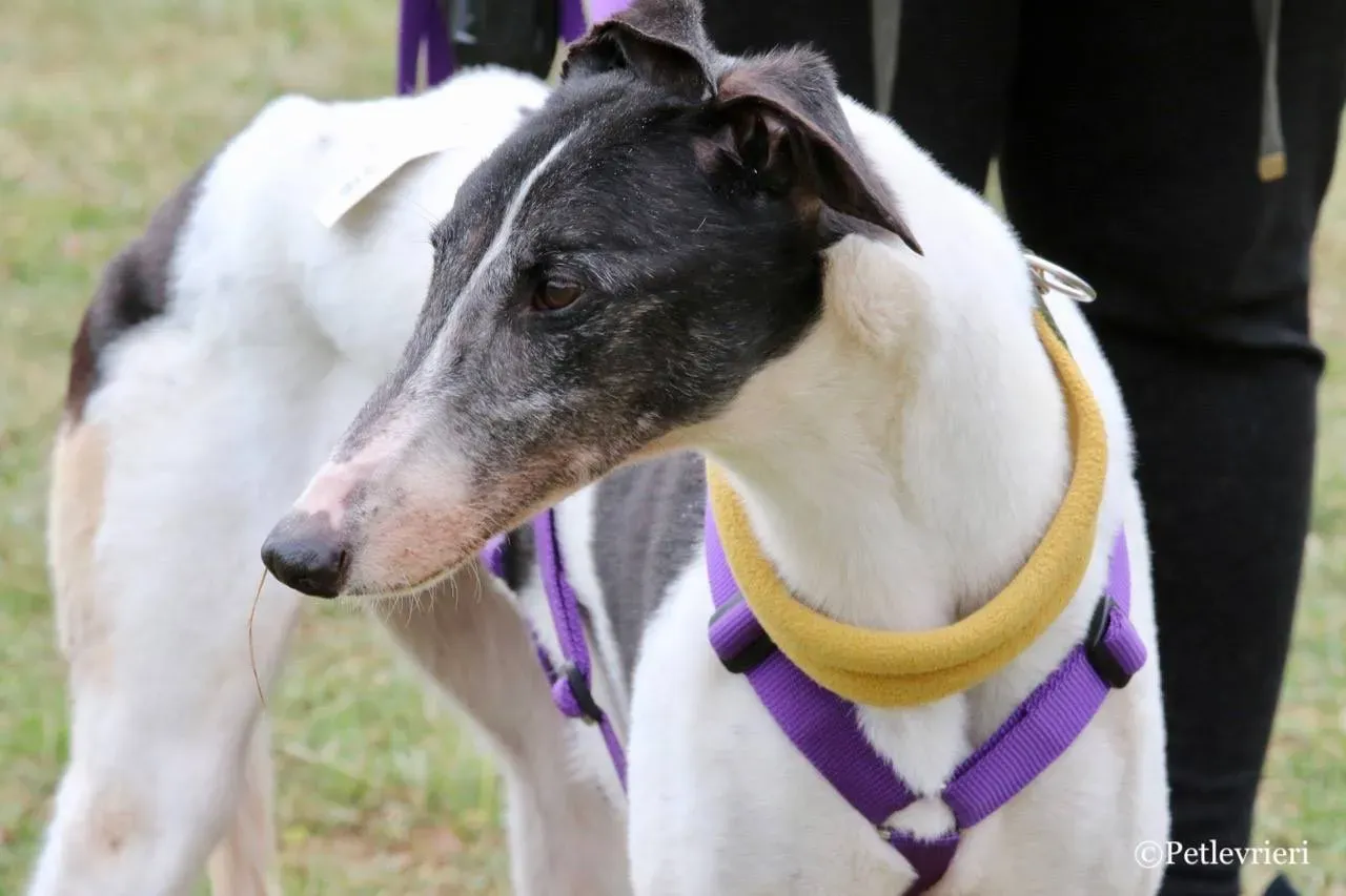 so happy adozione greyhound macao 27