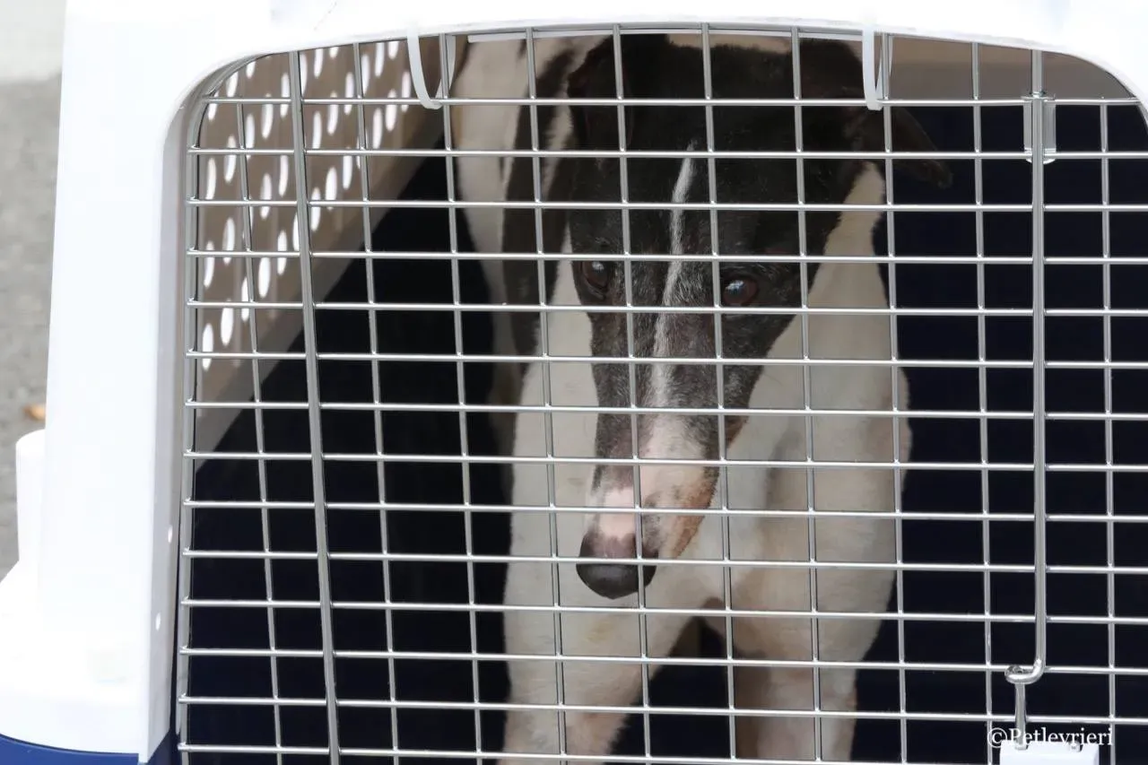 so happy adozione greyhound macao 3