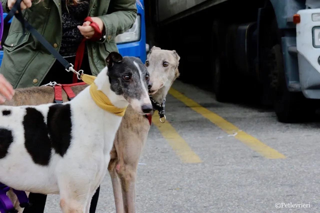 so happy adozione greyhound macao 4