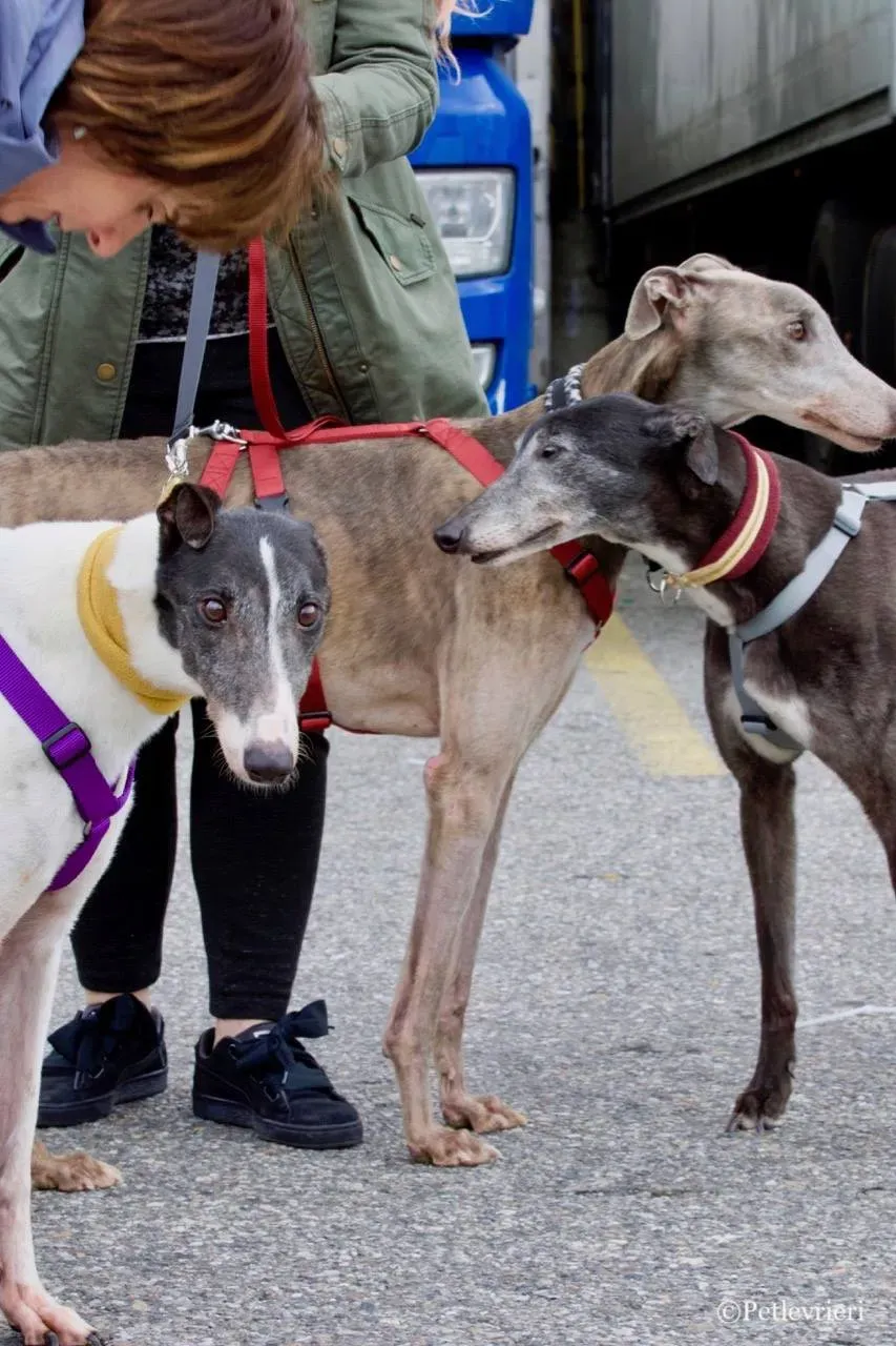 so happy adozione greyhound macao 5
