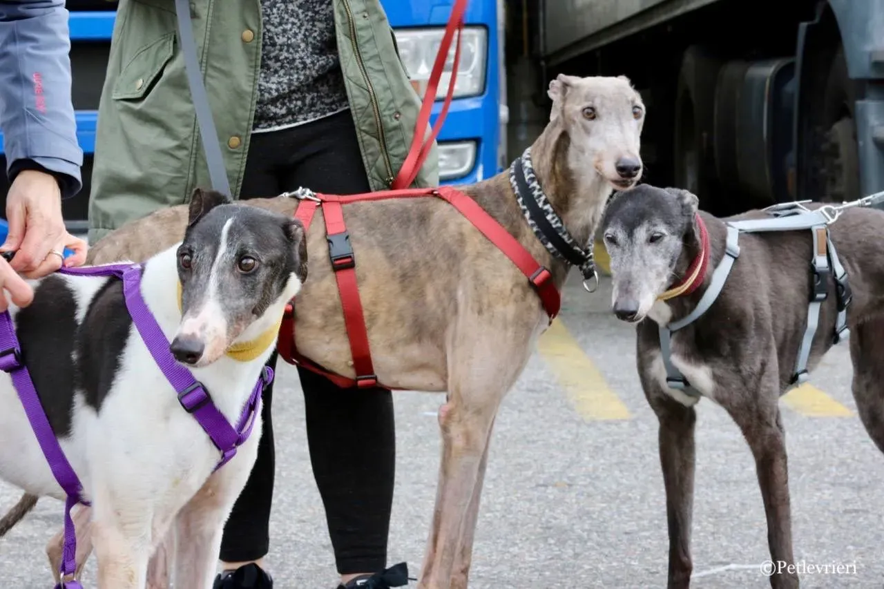 so happy adozione greyhound macao 6
